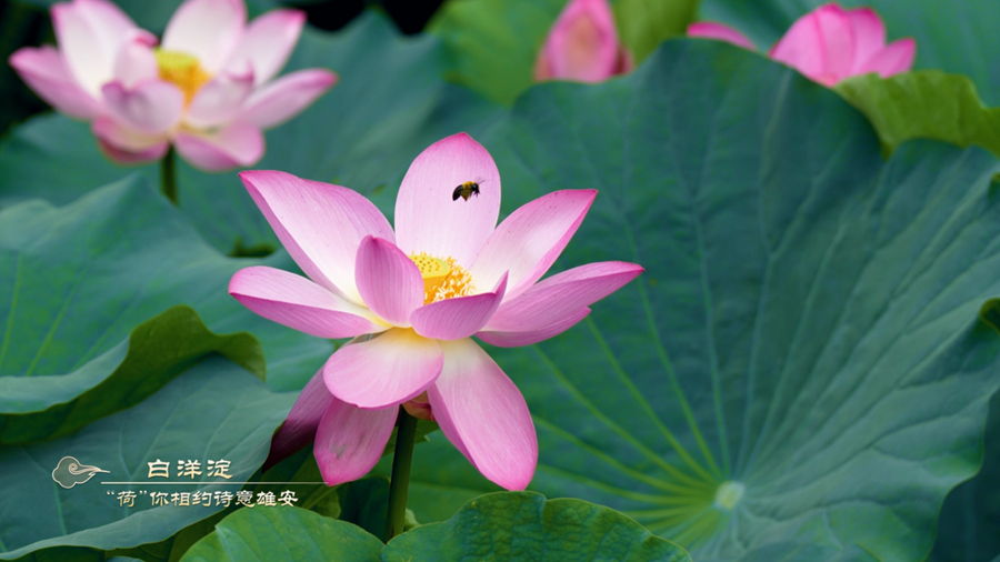 雄安建設(shè)進(jìn)行時丨&ldquo;荷&rdquo;你相約詩意雄安